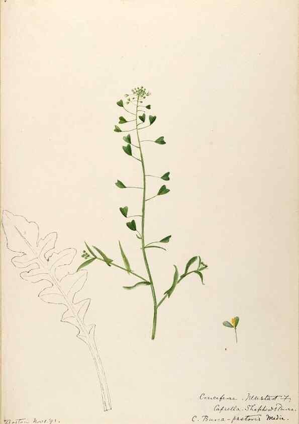 Reproducción/Reproduction 48788370017: [Water-color sketches of plants of North America and Europe]. . 