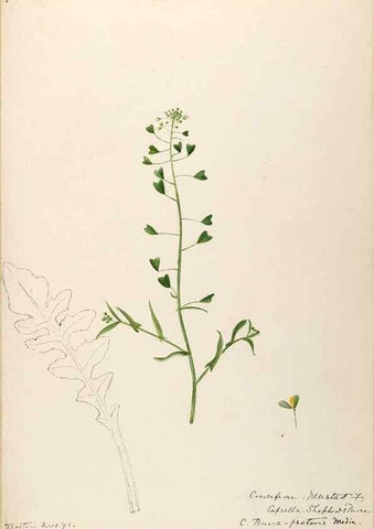 Reproducción/Reproduction 48788370017: [Water-color sketches of plants of North America and Europe]. . 