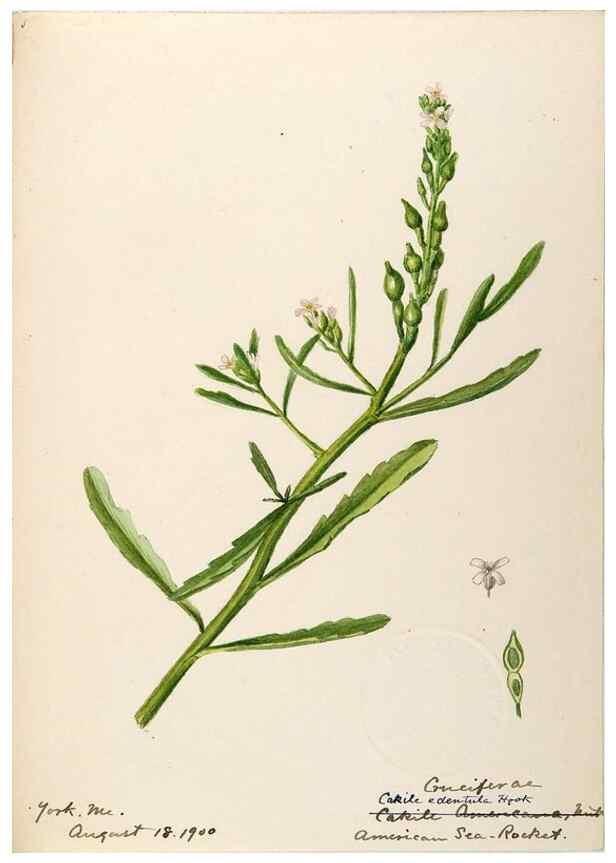 Reproducción/Reproduction 48788370382: [Water-color sketches of plants of North America and Europe]. . 