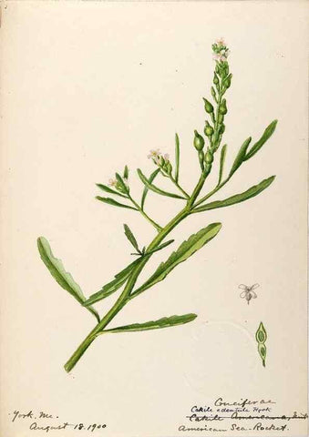 Reproducción/Reproduction 48788370382: [Water-color sketches of plants of North America and Europe]. . 