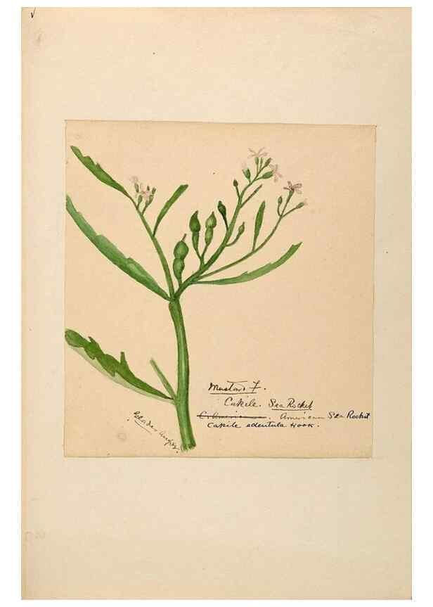 Reproducción/Reproduction 48788225876: [Water-color sketches of plants of North America and Europe]. . 