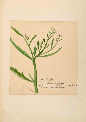 Reproducción/Reproduction 48788225876: [Water-color sketches of plants of North America and Europe]. . 