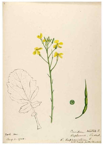 Reproducción/Reproduction 48787863293: [Water-color sketches of plants of North America and Europe]. . 