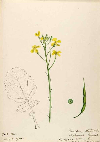 Reproducción/Reproduction 48787863293: [Water-color sketches of plants of North America and Europe]. . 