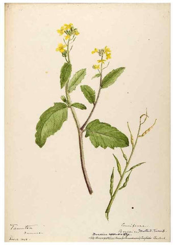 Reproducción/Reproduction 48787863808: [Water-color sketches of plants of North America and Europe]. . 