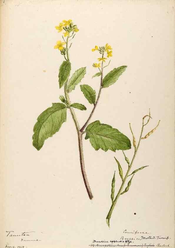 Reproducción/Reproduction 48787863808: [Water-color sketches of plants of North America and Europe]. . 
