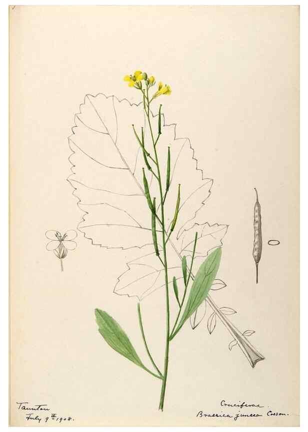 Reproducción/Reproduction 48787864343: [Water-color sketches of plants of North America and Europe]. . 