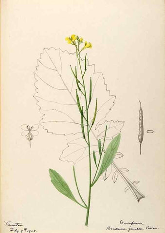 Reproducción/Reproduction 48787864343: [Water-color sketches of plants of North America and Europe]. . 