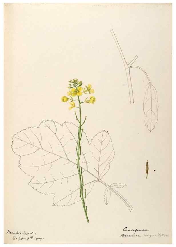 Reproducción/Reproduction 48788228056: [Water-color sketches of plants of North America and Europe]. . 