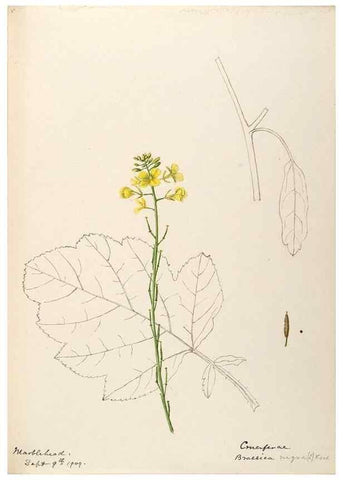 Reproducción/Reproduction 48788228056: [Water-color sketches of plants of North America and Europe]. . 