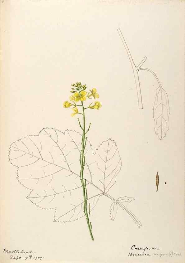 Reproducción/Reproduction 48788228056: [Water-color sketches of plants of North America and Europe]. . 