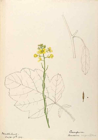 Reproducción/Reproduction 48788228056: [Water-color sketches of plants of North America and Europe]. . 