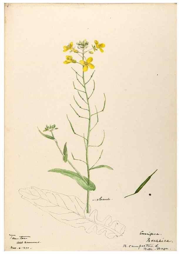 Reproducción/Reproduction 48787866603: [Water-color sketches of plants of North America and Europe]. . 