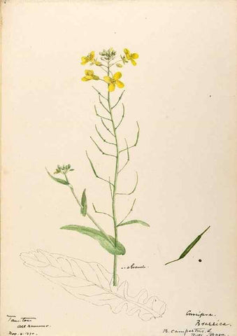 Reproducción/Reproduction 48787866603: [Water-color sketches of plants of North America and Europe]. . 