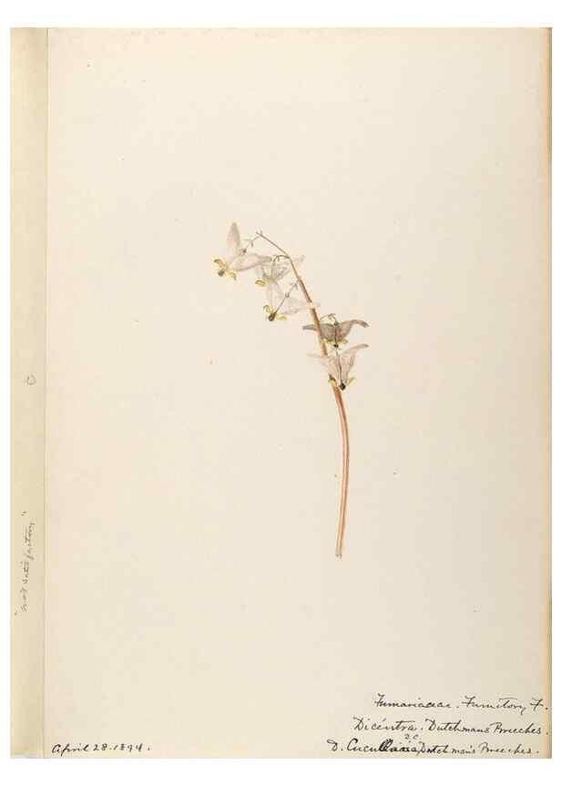Reproducción/Reproduction 48787859408: [Water-color sketches of plants of North America and Europe]. . 