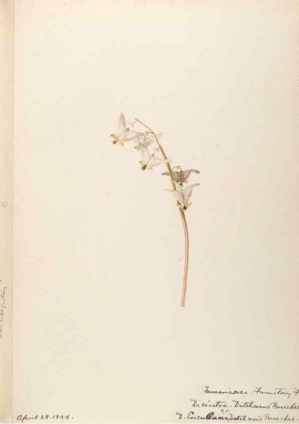 Reproducción/Reproduction 48787859408: [Water-color sketches of plants of North America and Europe]. . 