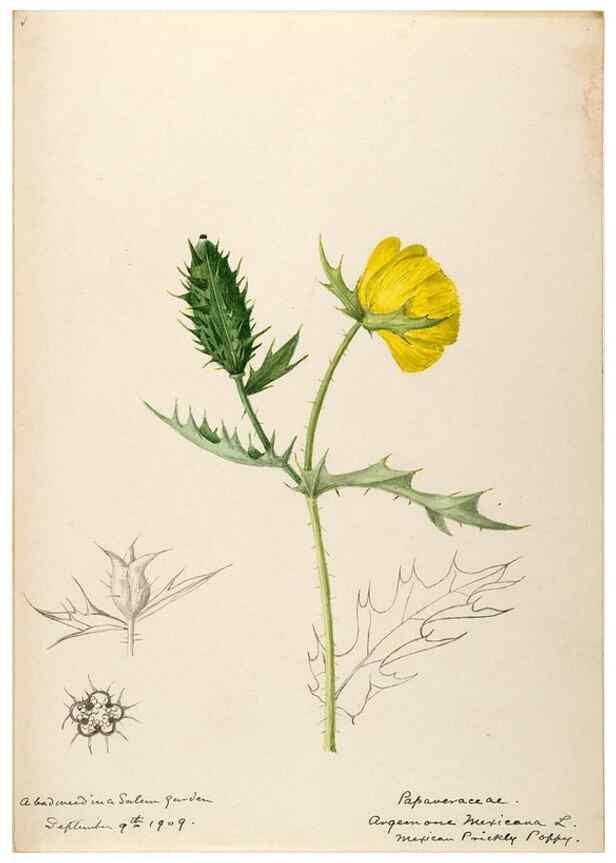 Reproducción/Reproduction 48787859068: [Water-color sketches of plants of North America and Europe]. . 