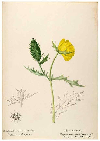 Reproducción/Reproduction 48787859068: [Water-color sketches of plants of North America and Europe]. . 