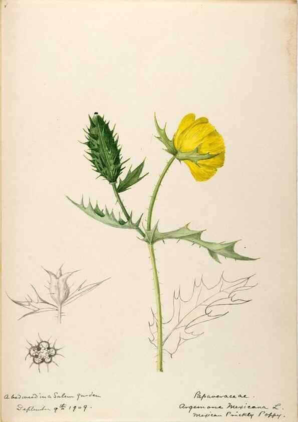 Reproducción/Reproduction 48787859068: [Water-color sketches of plants of North America and Europe]. . 