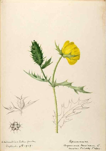 Reproducción/Reproduction 48787859068: [Water-color sketches of plants of North America and Europe]. . 