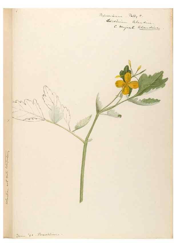 Reproducción/Reproduction 48788221771: [Water-color sketches of plants of North America and Europe]. . 