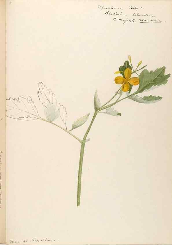 Reproducción/Reproduction 48788221771: [Water-color sketches of plants of North America and Europe]. . 