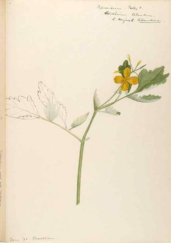 Reproducción/Reproduction 48788221771: [Water-color sketches of plants of North America and Europe]. . 