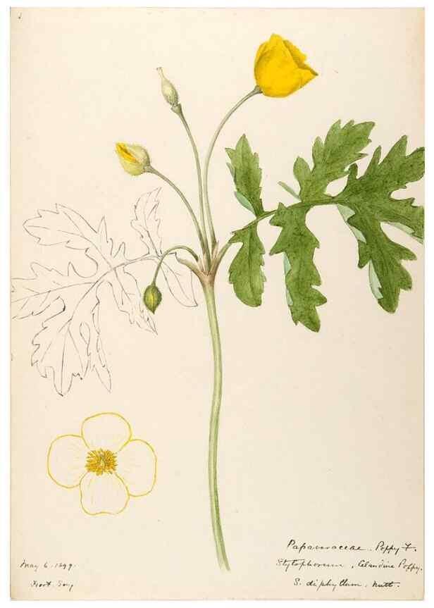 Reproducción/Reproduction 48787857978: [Water-color sketches of plants of North America and Europe]. . 