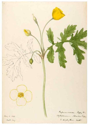 Reproducción/Reproduction 48787857978: [Water-color sketches of plants of North America and Europe]. . 