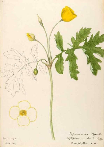 Reproducción/Reproduction 48787857978: [Water-color sketches of plants of North America and Europe]. . 