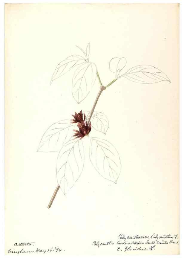 Reproducción/Reproduction 48788245572: [Water-color sketches of plants of North America and Europe]. . 