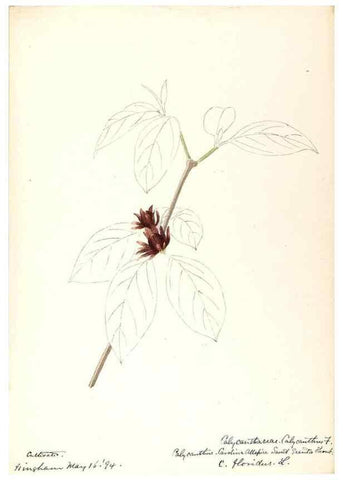 Reproducción/Reproduction 48788245572: [Water-color sketches of plants of North America and Europe]. . 