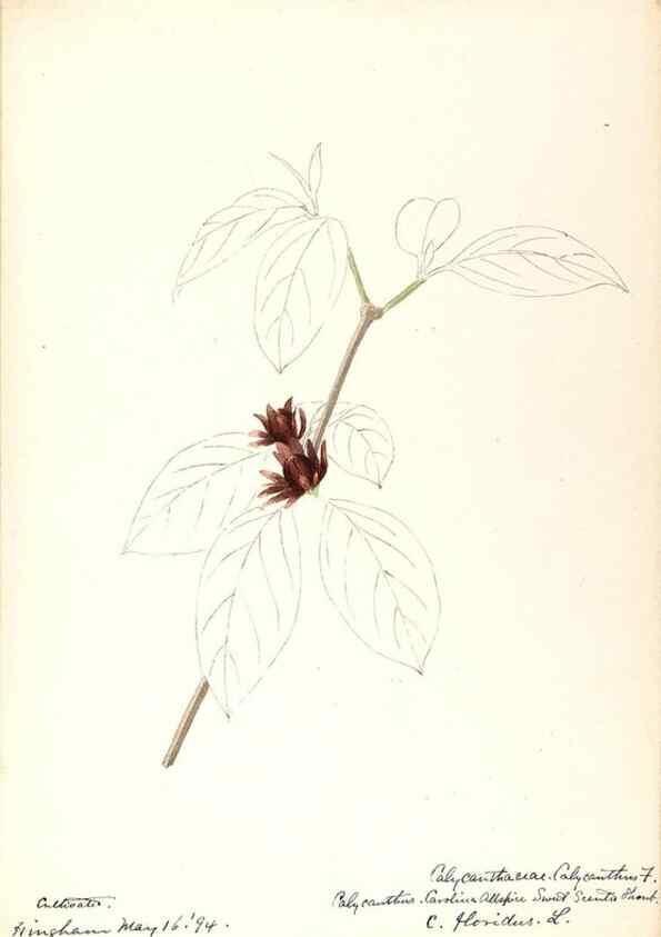 Reproducción/Reproduction 48788245572: [Water-color sketches of plants of North America and Europe]. . 