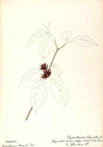 Reproducción/Reproduction 48788245572: [Water-color sketches of plants of North America and Europe]. . 