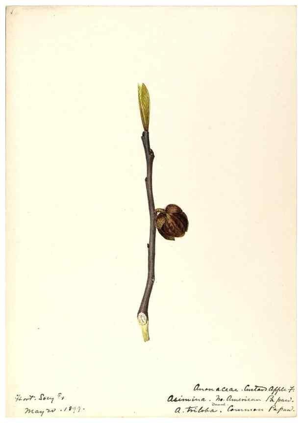 Reproducción/Reproduction 48788099661: [Water-color sketches of plants of North America and Europe]. . 