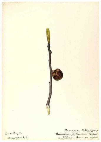 Reproducción/Reproduction 48788099661: [Water-color sketches of plants of North America and Europe]. . 
