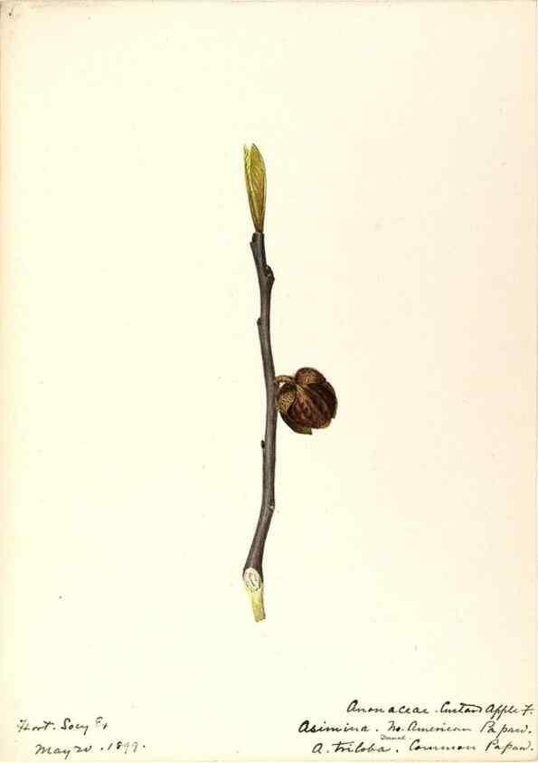 Reproducción/Reproduction 48788099661: [Water-color sketches of plants of North America and Europe]. . 