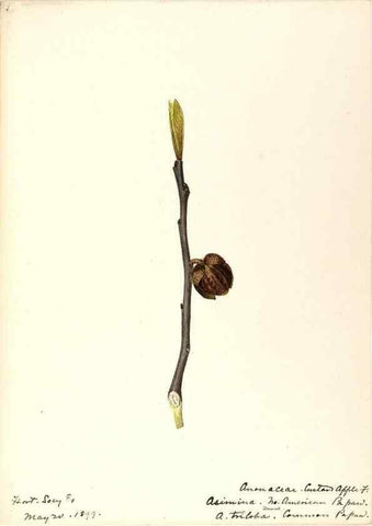 Reproducción/Reproduction 48788099661: [Water-color sketches of plants of North America and Europe]. . 