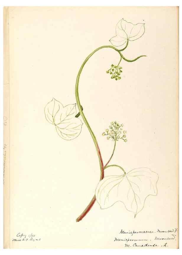 Reproducción/Reproduction 48787736108: [Water-color sketches of plants of North America and Europe]. . 