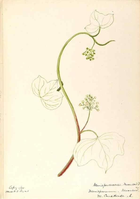 Reproducción/Reproduction 48787736108: [Water-color sketches of plants of North America and Europe]. . 