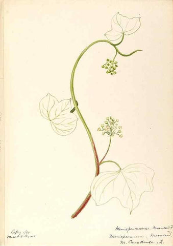 Reproducción/Reproduction 48787736108: [Water-color sketches of plants of North America and Europe]. . 