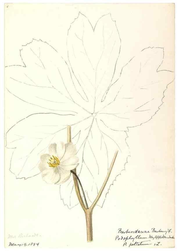 Reproducción/Reproduction 48788246782: [Water-color sketches of plants of North America and Europe]. . 