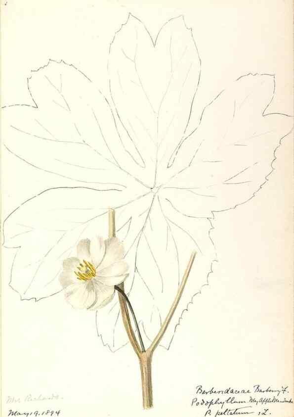 Reproducción/Reproduction 48788246782: [Water-color sketches of plants of North America and Europe]. . 