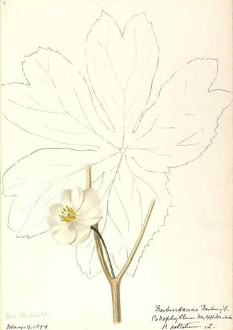 Reproducción/Reproduction 48788246782: [Water-color sketches of plants of North America and Europe]. . 