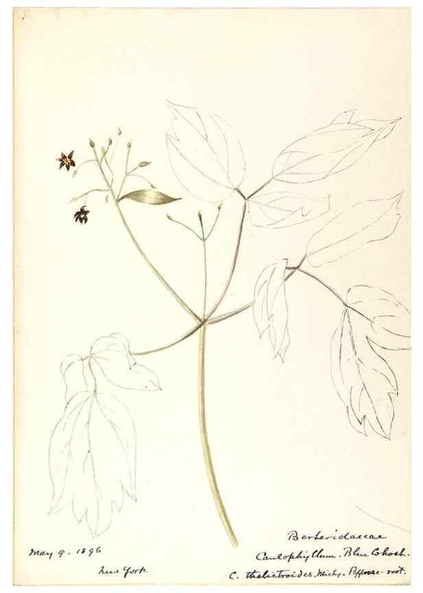 Reproducción/Reproduction 48788247162: [Water-color sketches of plants of North America and Europe]. . 