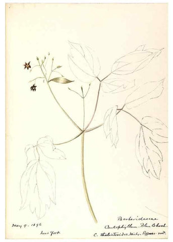 Reproducción/Reproduction 48788247162: [Water-color sketches of plants of North America and Europe]. . 