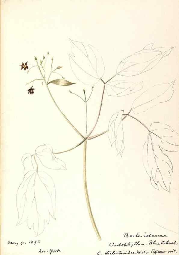 Reproducción/Reproduction 48788247162: [Water-color sketches of plants of North America and Europe]. . 