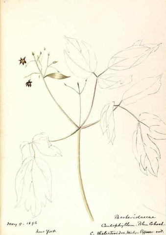 Reproducción/Reproduction 48788247162: [Water-color sketches of plants of North America and Europe]. . 