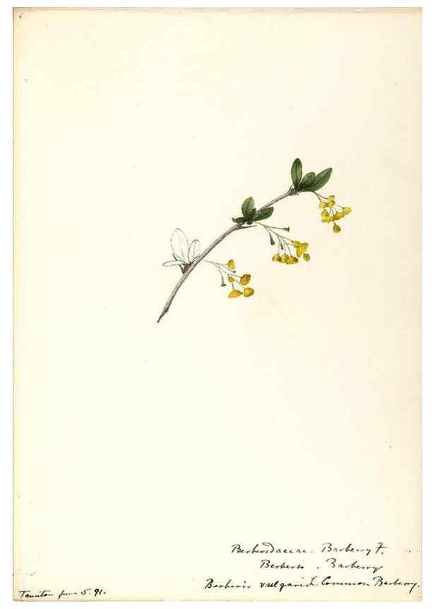 Reproducción/Reproduction 48788247497: [Water-color sketches of plants of North America and Europe]. . 