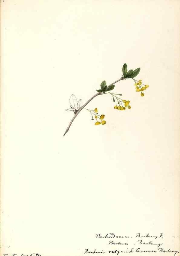 Reproducción/Reproduction 48788247497: [Water-color sketches of plants of North America and Europe]. . 